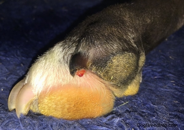A dogs paw with a broken nail