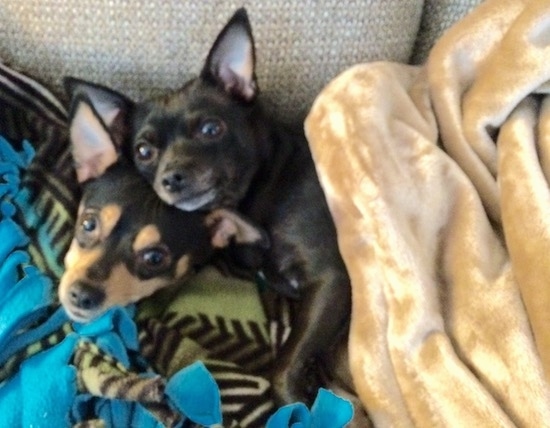 Two small breed dogs with large perk ears that stand up in the air laying down on a couch with blankets over them. The black dog is laying on top of the black and tan dog. Both dogs have wide round eyes and black noses.