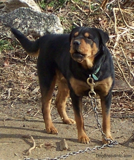 A thick, large breed black and tan dog with a long tail, squinty eyes and a wide muzzle on a large chain outside barking. The dog's nose is black and its black ears hang down to the sides.