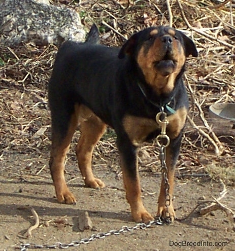 A heavy, thick large breed black and tan dog with a black nose and symmetrical coloring outside on a thick medal chain barking in dirt.