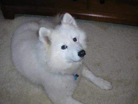 Front side view of a thick-coated, fluffy perk eared white dog with a black nose, black lips and dark eyes laying down on a tan carpet.