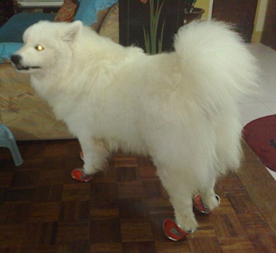 Back side view of a thick coated white long-haired dog with a thick tail that curles up over its back standing facing the left with perk ears that are pinned back in front of a tan recliner chair. The dog has on red leather shoes.