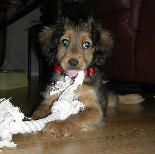 Front view of a fluffy tan with black puppy laying down on a hardwood floor chewing on a white rope toy. The pup has fluffy ears that hang down to the sides, a black nose and dark eyes. It is wearing a red collar.