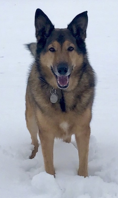 Front view - a thick coated, shepherd looking dog with large perk ears, a black nose, brown eyes and a long snout standing in snow looking happy.