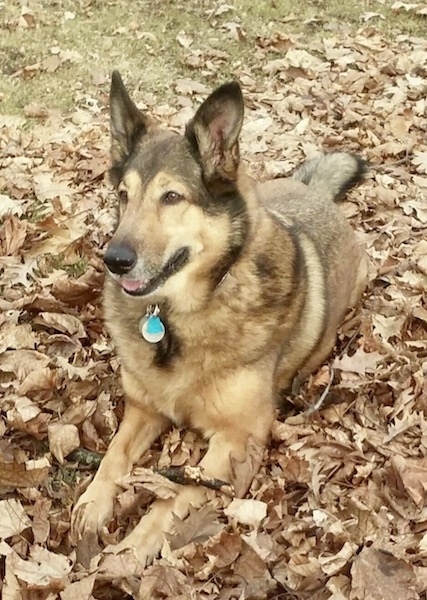 Front side view - a thick coated, shepherd looking dog with large perk ears, a black nose, brown eyes and a long snout laying down in brown leaves looking towards the left.