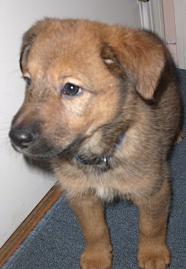 Front view - A little puppy with brown eyes, a black nose small fold over ears and a tan with black coat standing on a blue carpet with its head turned towards the left.