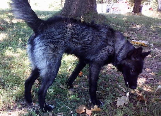 Side view - A black with gray and white dog with a long snout and perk ears standing under the shade of a tree looking down at the ground.