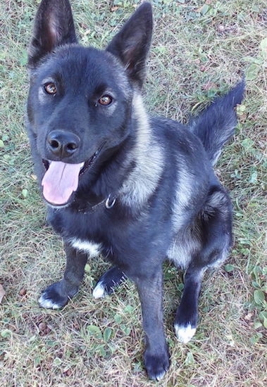 Front side view - A black with gray and white dog with a long snout and perk ears sitting in the grass looking up with its tongue showing. The dog looks happy.