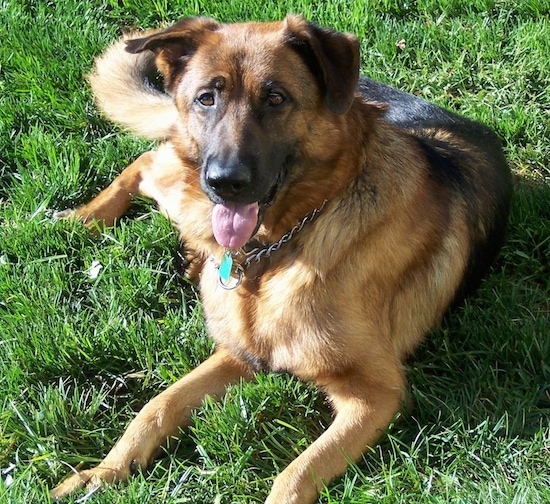 A thick coated tan and black dog laying down in grass. The dog has a black tongue, brown eyes and fold over ears that go out to the sides. The large breed dog is wearing a choke chain collar and its pink tongue is showing.