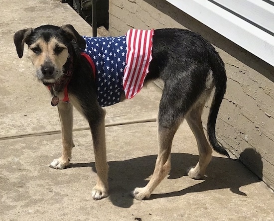 Side view of a black with tan dog standing on a sidewalk wearing a red, white and blue American flag shirt. The dog has a long black tail, black eyes, a black nose and ears that fold over and down to the sides. It has white tipped coloring on its paws.
