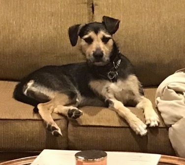 A black and tan dog with large fold over ears that stand up and fold over at the tips and a long black tail and black nose laying down on a tan couch.
