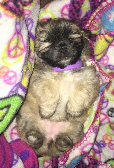 A fluffy, tiny little tan, cream and black puppy sleeping belly-up in her back on top of a colorful blanket that has peace signs all over it. The pup has a purple collar on.