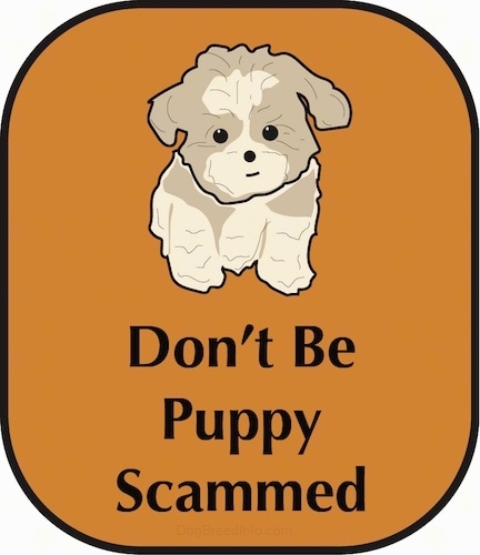 A drawling of a cute little tan Shih Tzu puppy sitting down with the words Dont Be Puppy Scammed under it. The puppy is placed on a rust brown background.