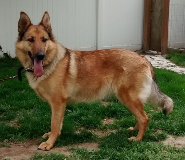Side view of a tan with areas of white and black large breed thick coated dog with perk ears, a long muzzle and long fluffy tail. The dogs tongue is hanging out. Its nose is black and its eyes are black. It is standing outside in a grassy yard next to a white privacy fence.