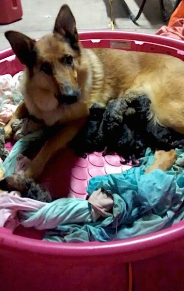 A tan with black large breed dog with a thick coat and a long muzzle laying down in a hot pink kiddy pool full of blankets with a litter of newborn puppies.
