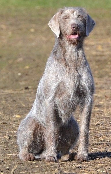 Front view - A wiry grey Slovakian Wirehaired Pointer dog sitting in dirt looking forward with its mouth open and tongue out. It has ears that hang down to the sides and silver eyes.