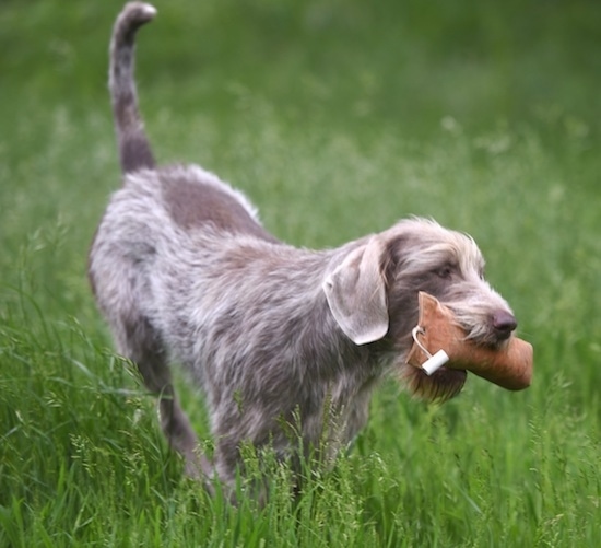 Front side view - A large breed gray and brown patterned dog walking in a field of tall grass with a plush toy in its mouth. It has a medium langth coat with shorter hair on its ears. The dog's tail is up in the air.