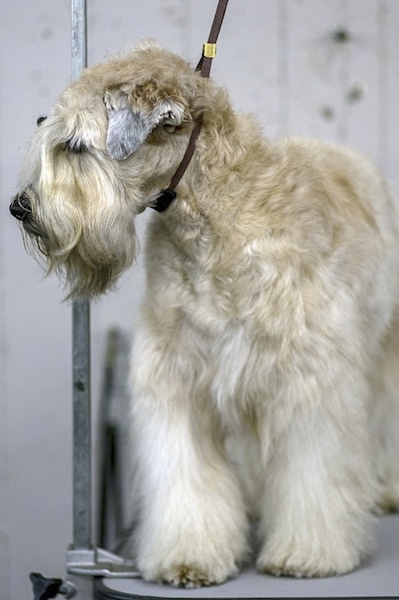 Front side view of a soft furry dog with along beard and short v-shaped ears that hang down to the sides. The dog has a black nose and a wavy coat on its head. Its long eye-brows are covering up its eyes. There is a show dog lead around its neck holding up its head.