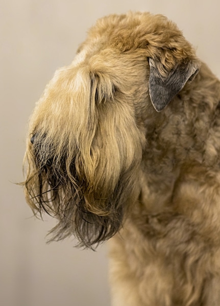 Side view of a soft furry dog with along beard and short v-shaped ears that hang down to the sides. The hair on the dogs snout and stop is so long you cannot see the eyes, nose or the muzzle and the dog has a beard. It has a thick wavy coat.