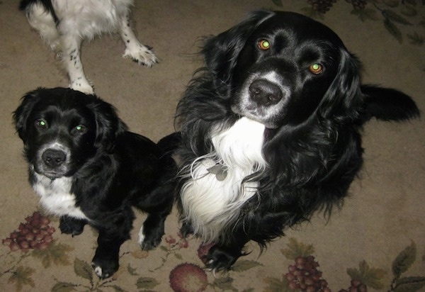 Two black and white dogs with medium length hair sitting on a tan capret that has purple grapes on it looking up at the camera. One dog is a puppy and the other is an adult.