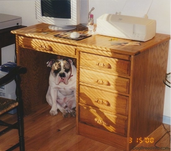 A big headed, wide chested, extra skinned white bulldog with brown brindle and black over each eye sitting down flat on his butt under a wooden computer desk peeking out. There is an old computer monitor, a printer, a mouse pad and mouse and a bulldog figurine on top of the desk.