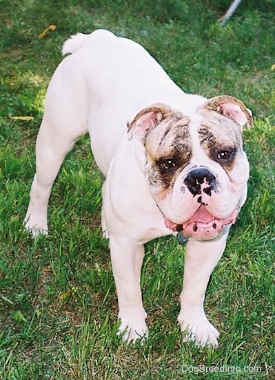 A wide-chested, large-headed, white with brown Bulldog is standing on a grass lawn. Its mouth is open and it looks like it is smiling.