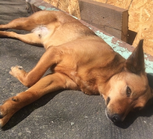A reddish-tan dog with large perk ears laying down on its side on concrete with its back against wood outside. The dog has a black nose and brown almond shaped eyes.