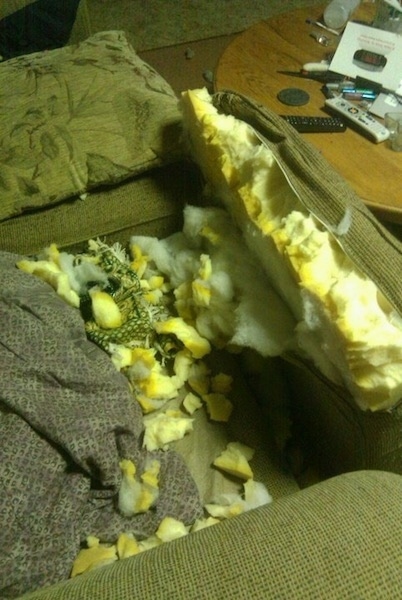 A brown cloth couch all chewed up showing the yellow foam with yellow pieces all over the seating area. The cushion is leaning on the floor and against the front of the furniture.