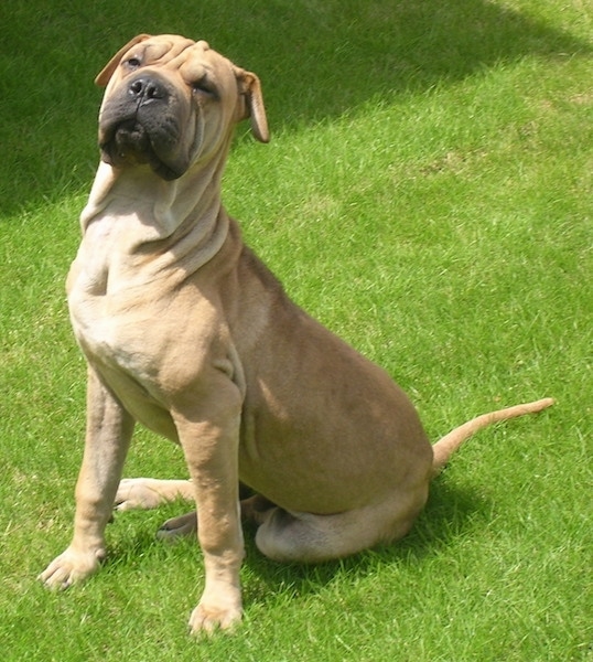 Front side view - A large breed tan dog with a lot of extra skin and wrinkles with a black snout and a black nose and lips sitting outside in grass. Its ears hang down to the sides and it has a long tail and long front legs. Its eyes are small and squinty from all of the extra skin.