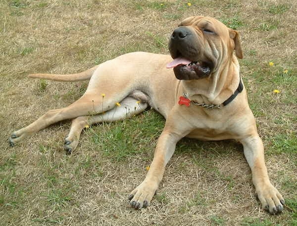 Front side view of a tan large breed dog with a black blocky snout, a large black nose, big dewlaps, a pink tongue and a lot of extra skin and wrinkles around its head and neck. Its small eyes are squinted closed and its ears hang down to the sides and are pinned back. it has a long tail.