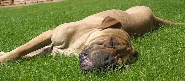 Front view - A tan and black large breed dog laying down sleeping in the grass. It has a large head and small fold over ears with a long tail, a large black nose and wrinkles on its head and neck.