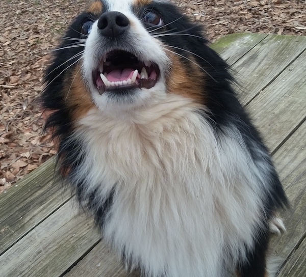 Front view of a small, fluffy little tricolor white, black and tan dog with a fluffy white chest, a black nose and dark brown eyes sitting down outside on a wooden deck with its mouth open and teeth showing. Its ears are pinned back against its head.