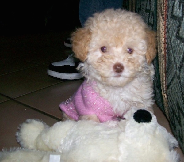 Front view - A curly coated, fluffy little tan dog with a brown nose wearing a pink sweater sitting in front of a white stuffed toy. It has wide round eyes and darker ears with a lighter body.
