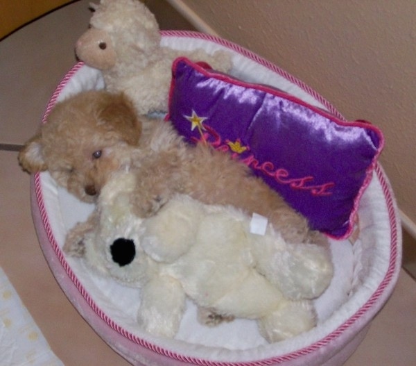 A small fluffy little tan puppy laying down in a dog bed with two stuffed animals and a shiny purple and pink pillow that says Princess on it.