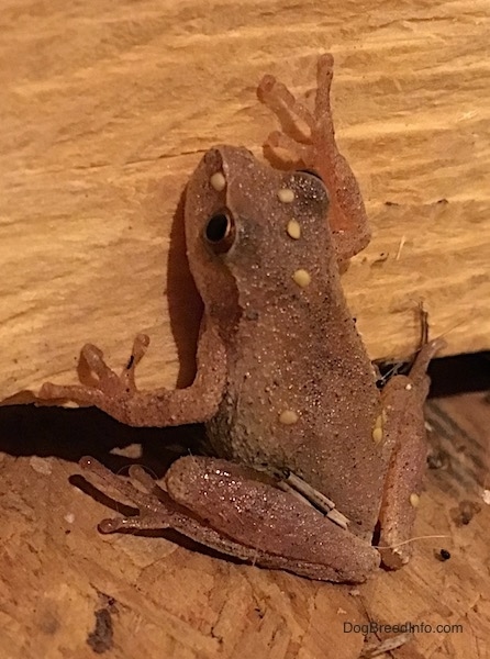 A small brown frog with yellow wart like spots on it and large long fingers that stick to walls about to climb up a log.