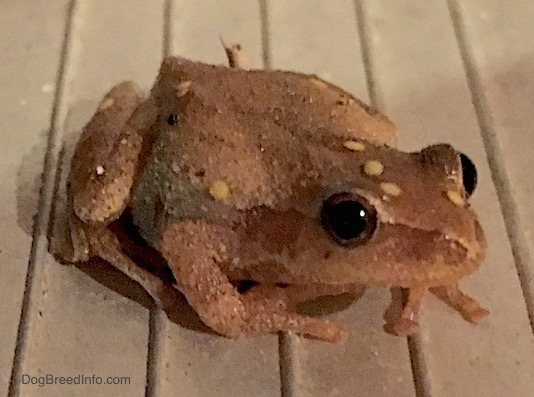 Front side view - A small brown frog with yellow wart like spots on it sitting on a wooden deck. The frog has round black eyes and long fingers on its toes.