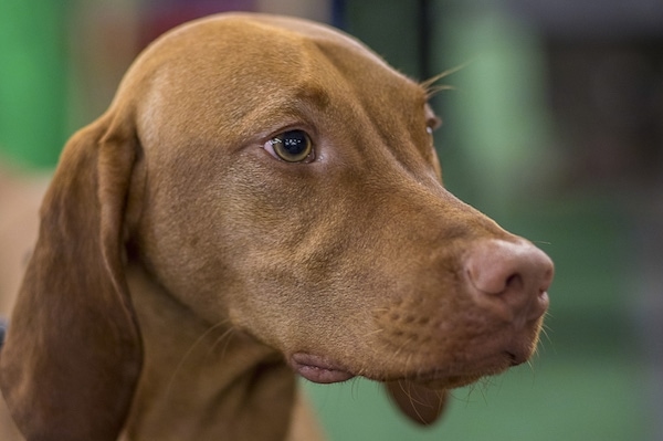Close up - The front right side of a tan with white Vizsla that is standing outside and it is looking to the right. The dog has light brown eyes and a brown nose.