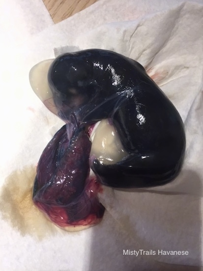 A wet slimy looking tiny puppy inside of its sac with the blob of a red placenta attached.