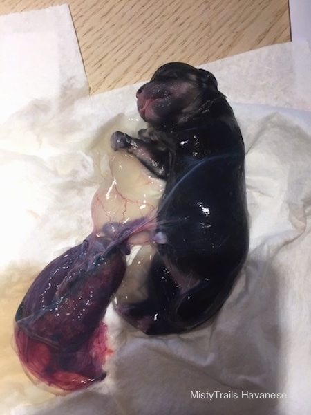 A tiny black puppy with its little tongue sticking out with a wet slime all over it and a blob of a red placenta