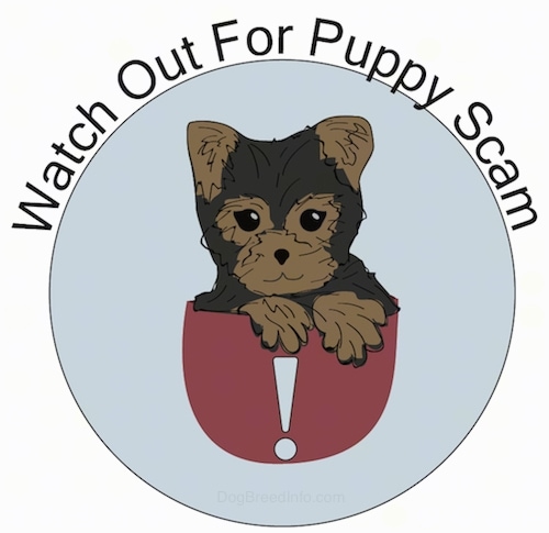 A drawn image of a cute little brown and tan Yorkshire Terrier puppy sitting in a red cup that has a white exclamation mark inside of a blue circle with its front paws over the edge. The words 'Watch Out For Puppy Scam' are written across the top of the image. 