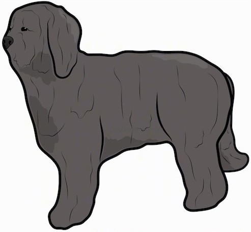 Side view of a drawing of a large breed, gray thick, long coated dog with long ears that hang down to the sides and a black nose.