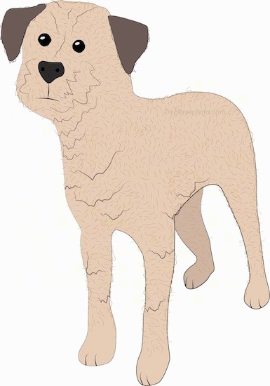 A drawing of a small tan terrier, scruffy looking dog with darker tan ears, a black nose and wide round black eyes standing looking forward.