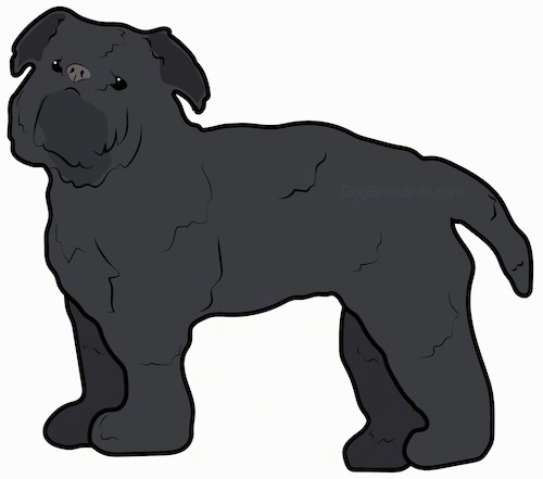 A black monkey looking dog with a pushed back face, a beard, dark eyes, a dark nose, small ears that hang down to the sides and a thick coat standing sideways