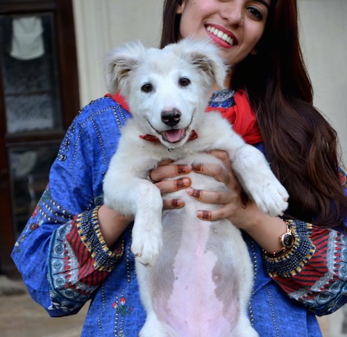Close up - A smiling woman holding a white happy looking large breed puppy in her arms belly out. The dog has fluffy ears that fold down to the sides and a black nose that has pink on it.