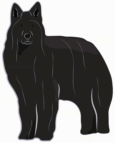 A drawing of a Shepherd type, long haired, thick coated black, large breed dog with perk ears, dark eyes and a dark nose.