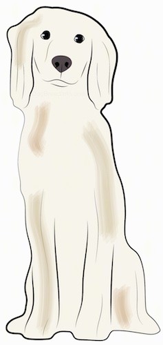 A drawing of a tall tan dog with long soft ears and thick fur, a black nose and dark eyes sitting down.