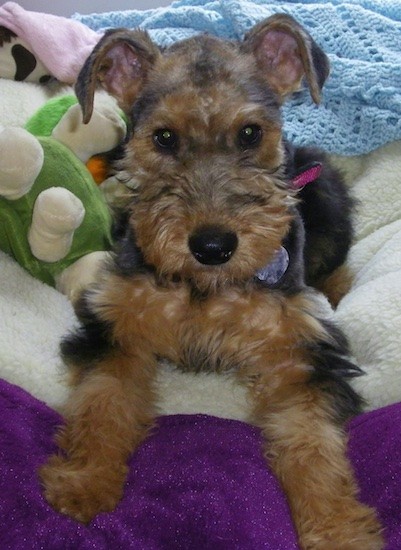 A brown and black soft looking, furry, medium-coated puppy with longer hair on her brown muzzle, a black nose and ears that fold up and over to the sides with a black saddle pattern on her back laying down on a cream and purple bed with stuffed toys next to her. The dog's eyes are brown and she is wearing a pink collar.