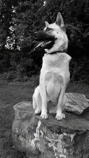 A black and white image of a large breed thick coated, tan dog with black perk ears sitting down on a wooden tree stump outside looking to the left with its tongue sticking out.
