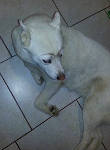 View from the top looking down at a thick coated, white dog with perk ears that are pinned back, a brown nose and black eye rims with blue eyes laying down on a white tiled floor.