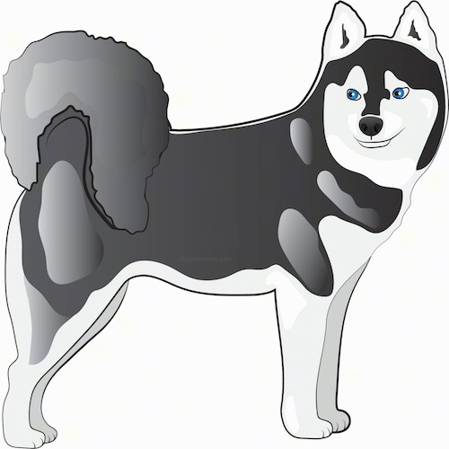 A drawing of a gray and white artic looking dog that looks like a husky. It has a very thick coat, a black nose, blue eyes, small perk ears and a tail that curls up over its back with thick fur on it.